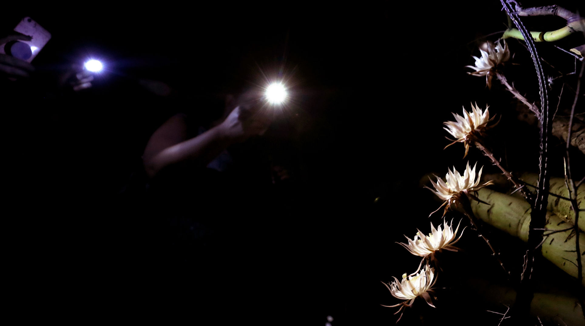 Bloom Night